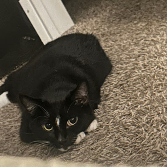 Meet your Posher, Evan - Picture 1 of 1